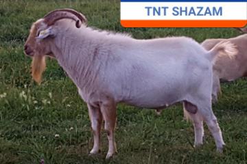 TNT SHAZAM